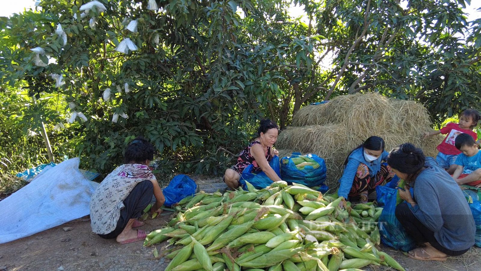 Trồng bắp lạ, trái to bự, anh nông dân tỉnh An Giang bẻ đến đâu thương lái vô ruộng "cân tất" - Ảnh 5. Trồng bắp lạ, trái to bự, anh nông dân tỉnh An Giang bẻ đến đâu thương lái vô ruộng "cân tất" - Ảnh 5.