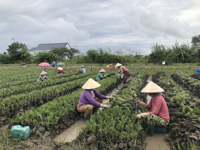 Nông dân trồng hẹ ở xã Phước Hậu, huyện Long Hồ, tỉnh Vĩnh Long. Ảnh: MĐ.