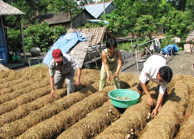 nong-dan-trong-nam-rom-ngoai-troi-truoc-san-nha-o-hg-anh-tl-1532_20200715_993-103900-182418_172.jpg Nông dân miền Tây trồng nấm rơm quanh năm.