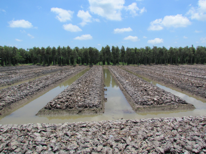 Lên liếp trồng hồ tiêu trên đất phèn, một giải pháp vận dụng hài hòa trong sản xuất vùng phèn, mặn ĐBSCL. Ảnh: Phan Văn Tâm