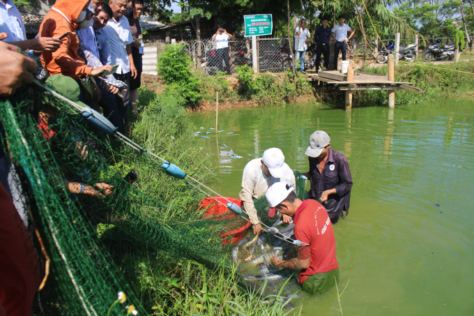 Nông dân thu hoạch cá leo. Ảnh: PVT.