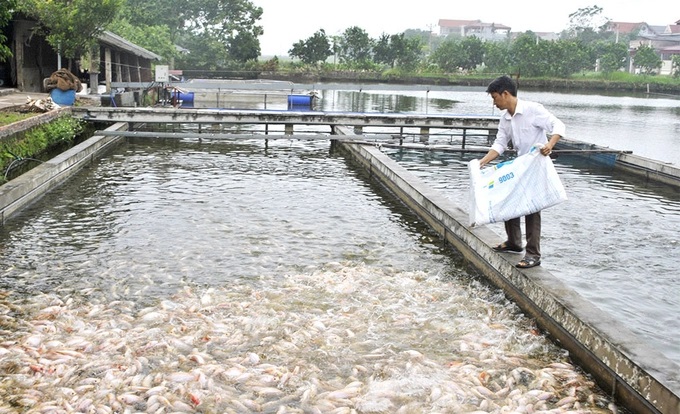 Công nghệ sông trong ao cho phép nuôi với mật độ cao gấp 10 lần ao thường. 