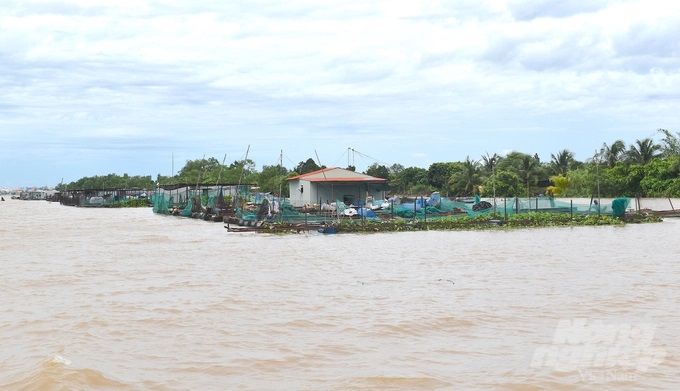 1-073841_932.jpg Giá cá tăng nhưng không theo kịp giá thức ăn nên người nuôi không có lãi. Ảnh: Minh Đảm.