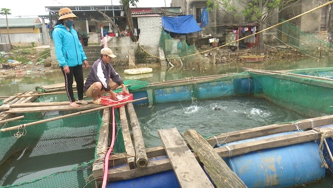 Nuôi cá lồng tại xã Quảng Minh. Ảnh: Tâm Phùng.