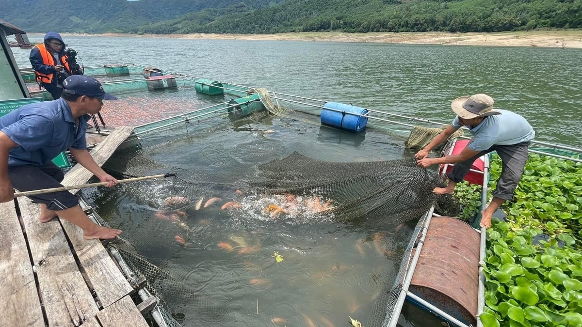 Năm 2024, sản lượng cá điêu hồng nuôi trong lòng hồ Định Bình đạt 600 tấn. Ảnh: V.Đ.T.