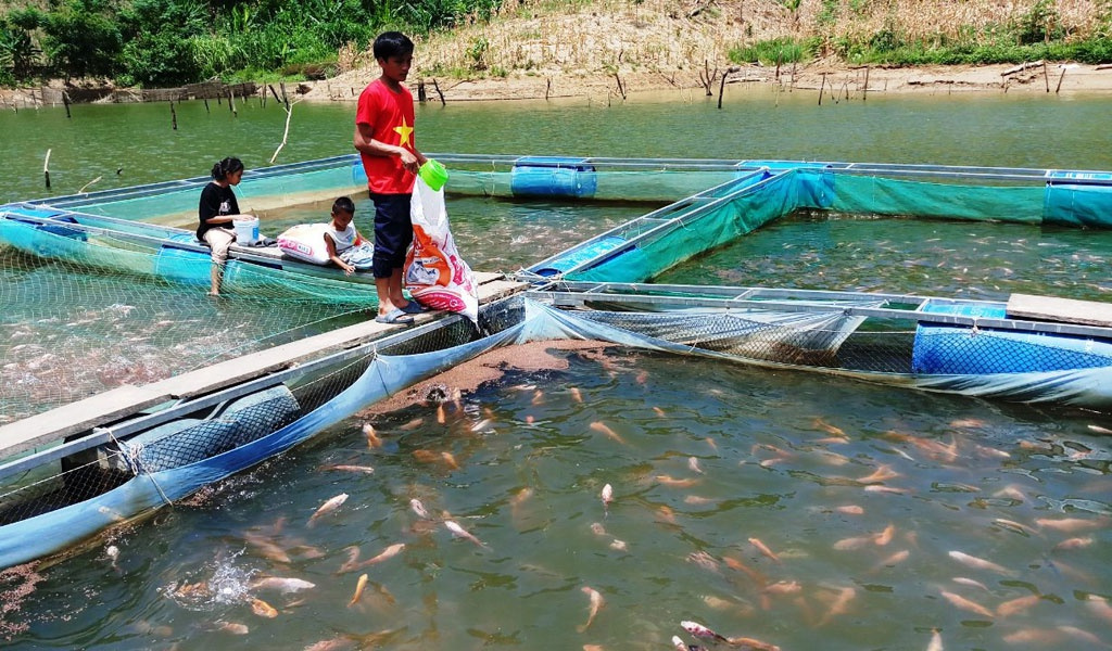 nuôi cá điêu hồng