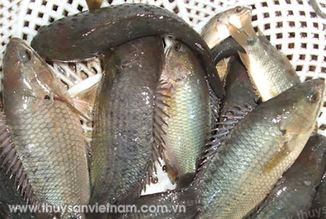 Nuôi cá rô đồng thương phẩm