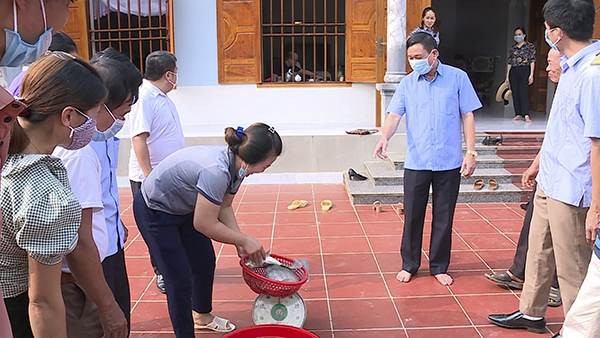 Tuyên Quang: Nuôi cá rô phi toàn đực, bắt lên bán toàn con to, lãi gấp 3 lần so với nuôi cá truyền thống - Ảnh 3.