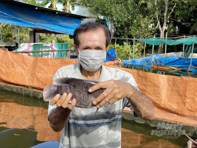 Nuôi cá tai tượng