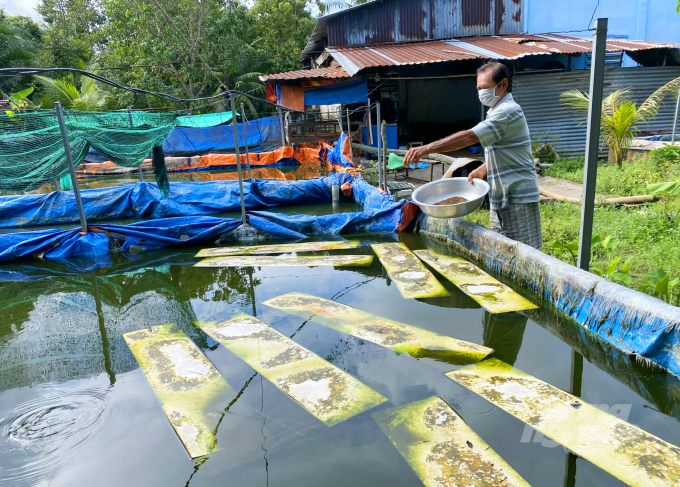 Nuôi cá tai tượng