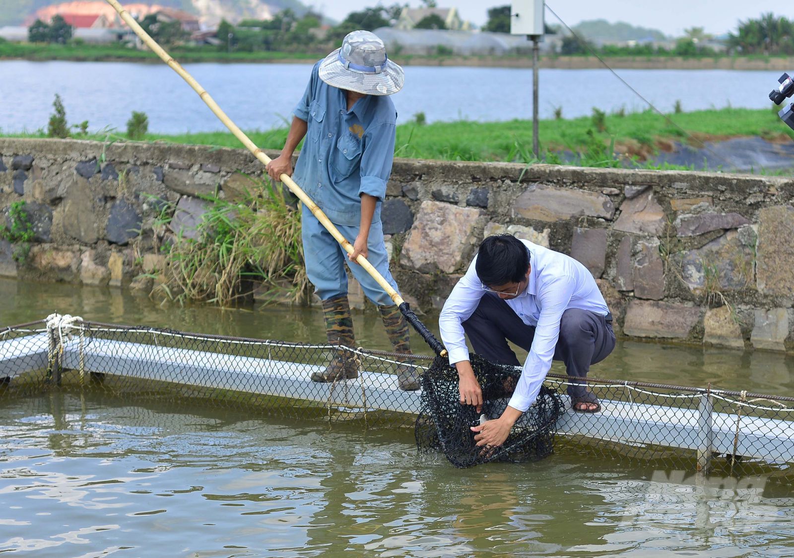 Đối với mô hình lồng trong ao, cá tầm sinh trưởng, phát triển tốt. Ảnh: Minh Hậu.