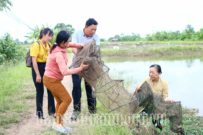 Nuôi cua kiểu gì mà bẫy lên toàn con to bự, các chị nông dân Sóc Trăng bán cua gạch tới 300.000 đồng/kg? - Ảnh 3. Nuôi cua kiểu gì mà bẫy lên toàn con to bự, các chị nông dân Sóc Trăng bán cua gạch tới 300.000 đồng/kg? - Ảnh 3.