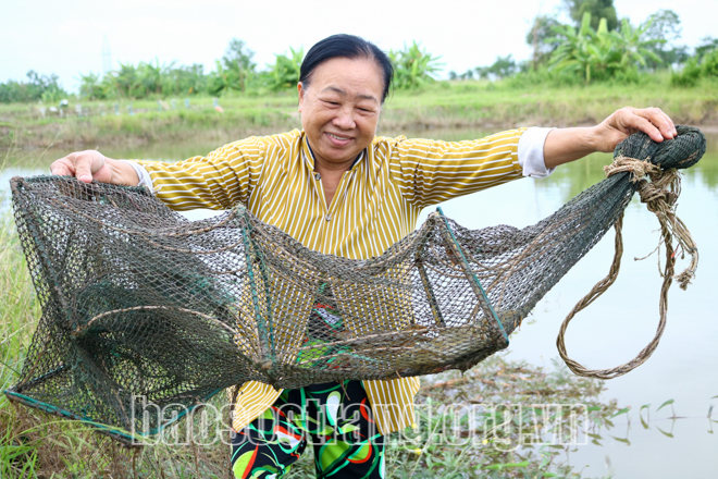 Nuôi cua kiểu gì mà bẫy lên toàn con to bự, các chị nông dân Sóc Trăng bán cua gạch tới 300.000 đồng/kg? - Ảnh 1. Nuôi cua kiểu gì mà bẫy lên toàn con to bự, các chị nông dân Sóc Trăng bán cua gạch tới 300.000 đồng/kg? - Ảnh 1.