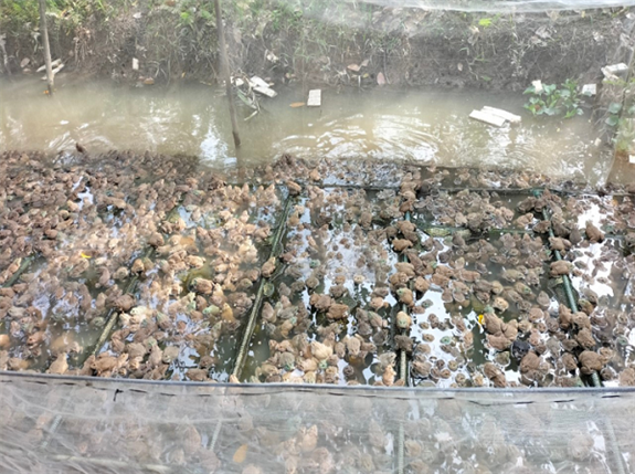 Nuôi loài đặc sản nhảy chồm chộp dưới vèo mương nước, nông dân Hậu Giang gọi bán là có người mua - Ảnh 1. Nuôi loài đặc sản nhảy chồm chộp dưới vèo mương nước, nông dân Hậu Giang gọi bán là có người mua - Ảnh 1.