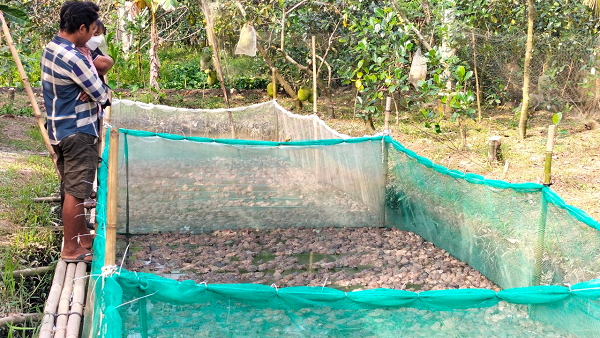 Nuôi loài đặc sản nhảy chồm chộp dưới vèo mương nước, nông dân Hậu Giang gọi bán là có người mua - Ảnh 3. Nuôi loài đặc sản nhảy chồm chộp dưới vèo mương nước, nông dân Hậu Giang gọi bán là có người mua - Ảnh 3.