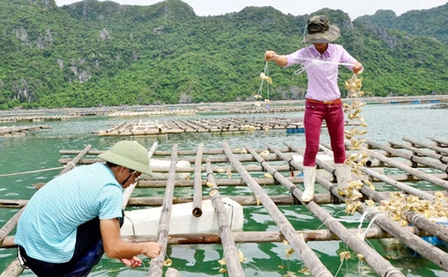 nuoi-hau-170822_91.jpg Mô hình nuôi hàu đơn trên địa bàn tỉnh Phú Yên. Ảnh: Anh Vũ.
