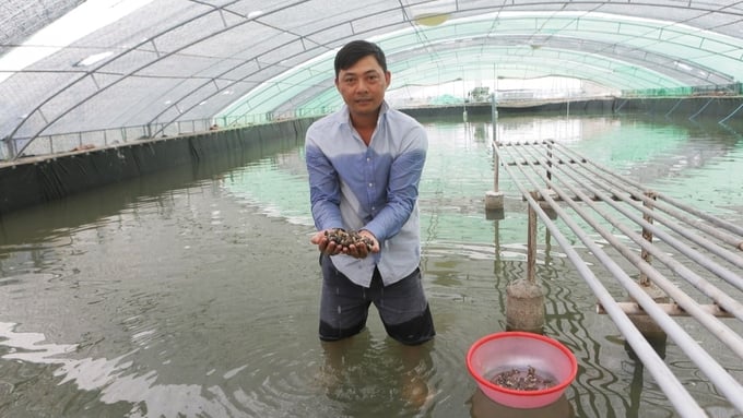 Anh Nguyễn Minh Trưởng giới thiệu mô hình nuôi ốc hương công nghệ cao. Ảnh: Kiên Trung. 