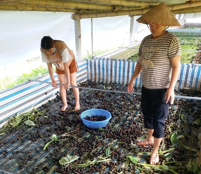 Nuôi ốc nhòi
