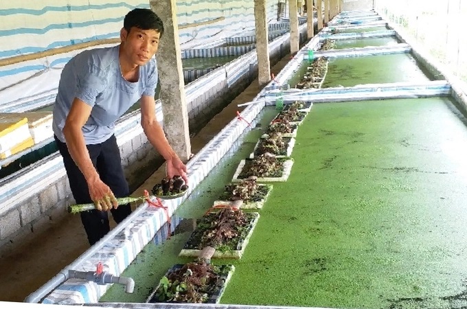 Anh Nguyễn Văn Hiệp, thôn Đại Lợi, xã Hà Vinh (Hà Trung, Thanh Hóa) đã nuôi thành công ốc nhồi thương phẩm, ốc giống nhờ miệt mài học hỏi kiến thức, kinh nghiệm. Ảnh: Trung Quân.