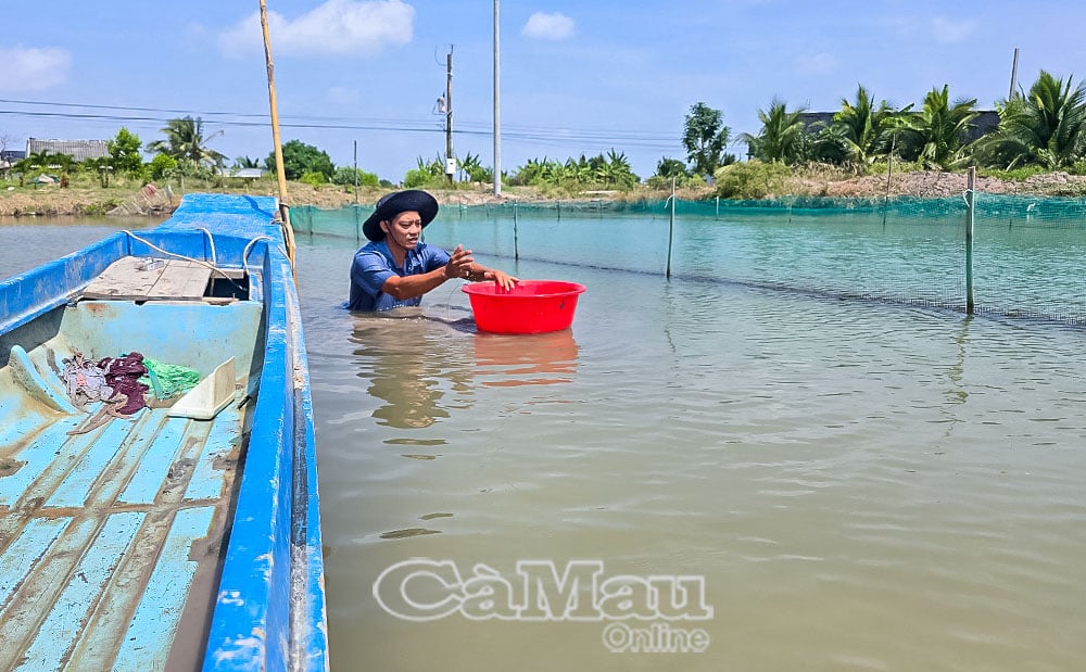 Nuôi sò huyết nuôi kiểu xen canh tôm trong đầm