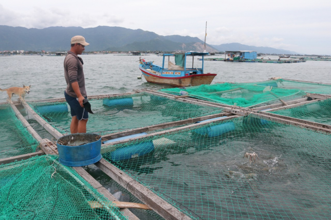 z3284709602848_5da1c5138d84614adbf9b30cefe7b84f-213256_318.jpg Người nuôi thủy sản cần sử dụng thức ăn tươi sống có bổ sung thêm các chế phẩm sinh học và các loại vitamin, khoáng chất nhằm tăng cường sức đề kháng cho thủy sản nuôi. Ảnh: KS.