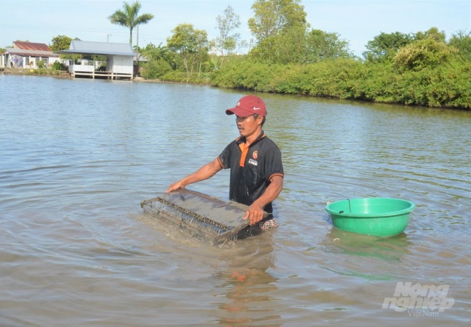 Người dân nhận khoán đất rừng phòng hộ ở ấp Xẻo Quao thu hoạch sò huyết nuôi xen canh trong vuông tôm sú, cua biển. Ảnh: Trung Chánh.