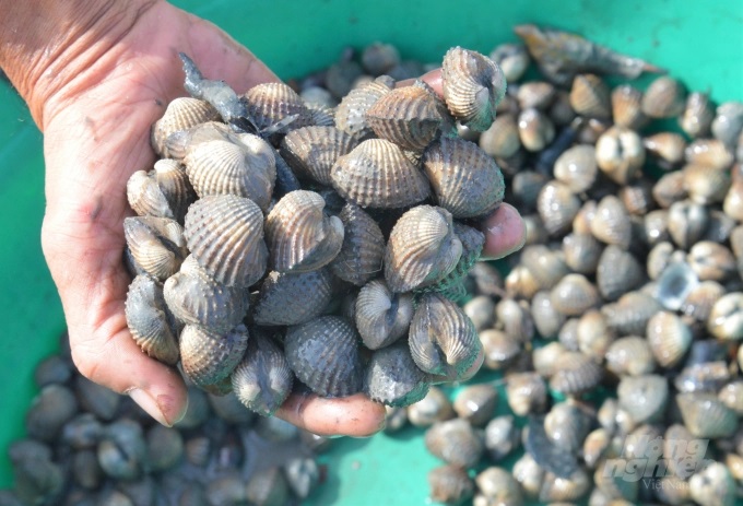 Sò huyết chỉ ăn sinh vật phù du và sống ké trong môi trường nước nuôi tôm, cua nên hầu như chỉ tốn mỗi tiền mua con giống nhưng mang lại nguồn thu nhập đều cho người dân. Ảnh: Trung Chánh.