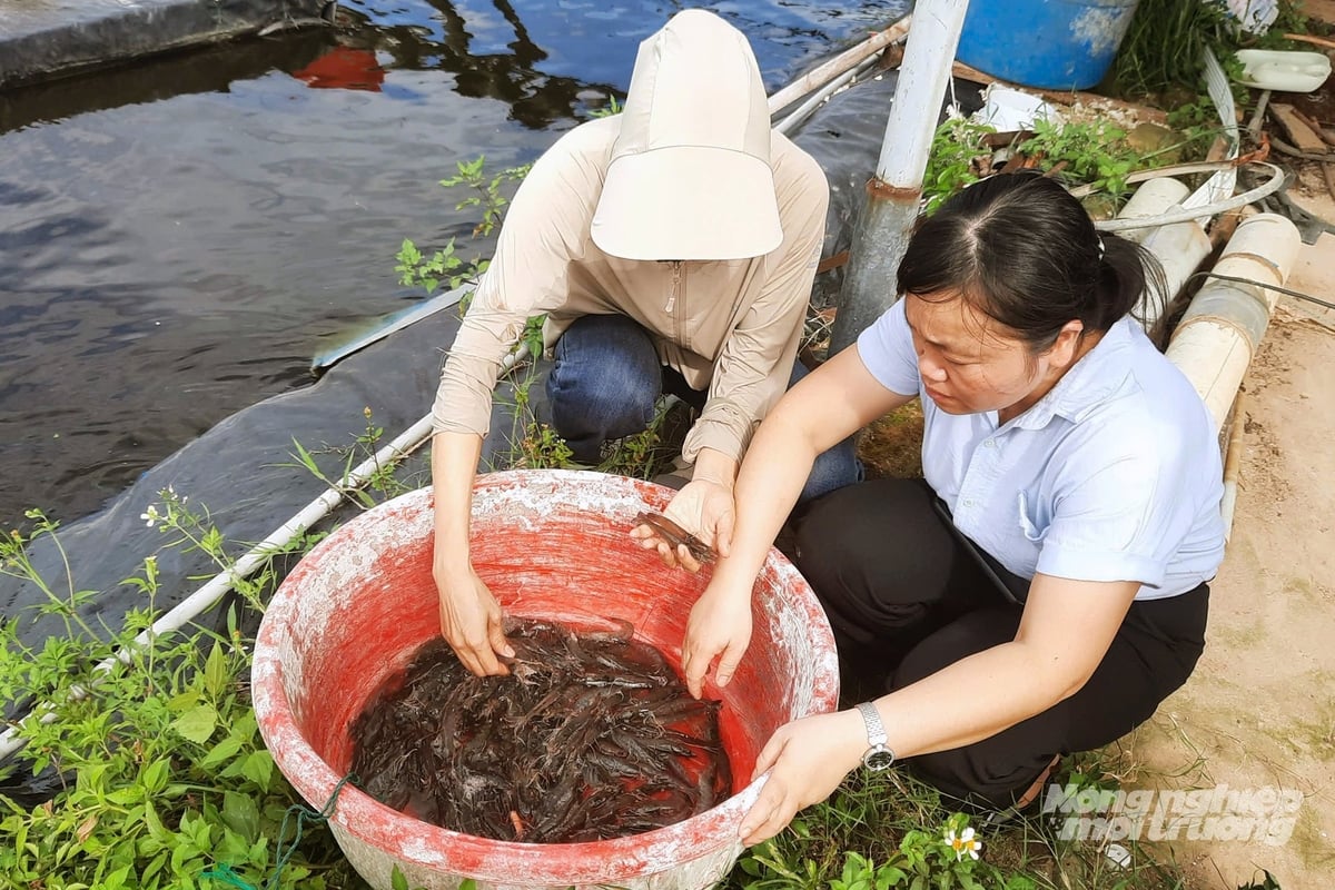 Nuôi tôm 2 giai đoạn là giải pháp bền vững ở vùng nuôi ven sông. Ảnh: Võ Dũng. Nuôi tôm 2 giai đoạn là giải pháp bền vững ở vùng nuôi ven sông. Ảnh: Võ Dũng.
