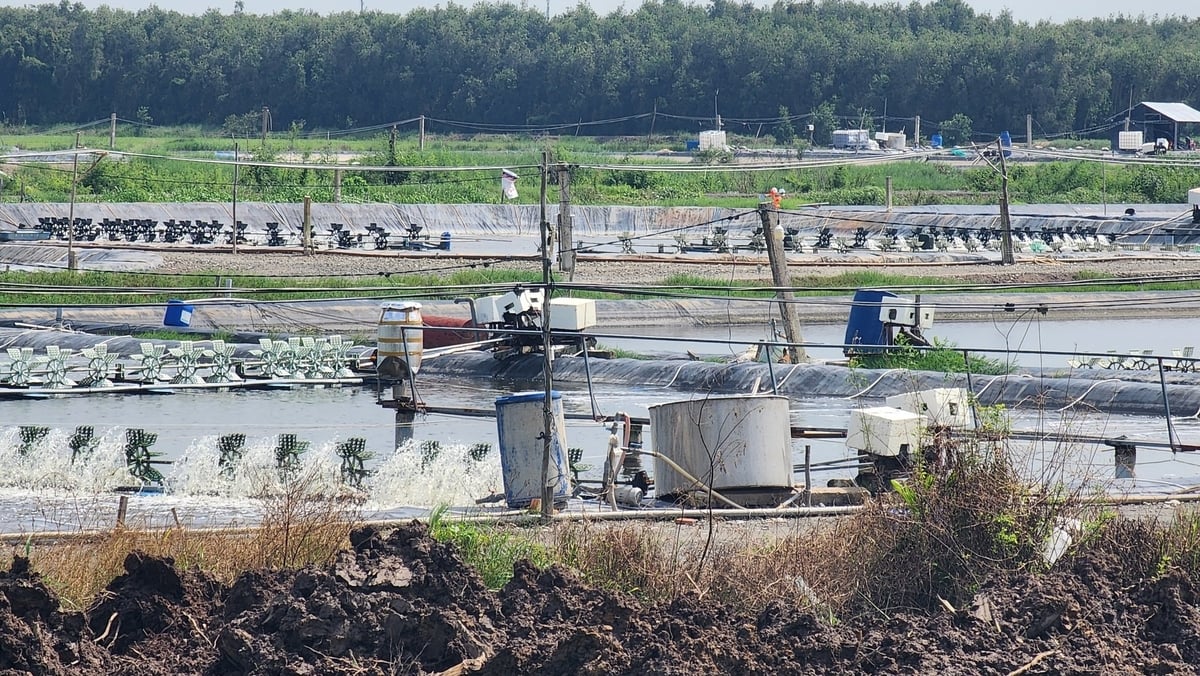 Sở Nông nghiệp và Môi trường tỉnh Long An đề nghị UBND các huyện, thị xã vận động người dân tự trám, lấp giếng, ao nuôi tôm; có kế hoạch, lộ trình xử lý dứt điểm, đảm bảo không còn trường hợp nuôi tôm thẻ chân trắng trên địa bàn các huyện, thị xã vùng Đồng Tháp Mười. Ảnh: Kim Anh.