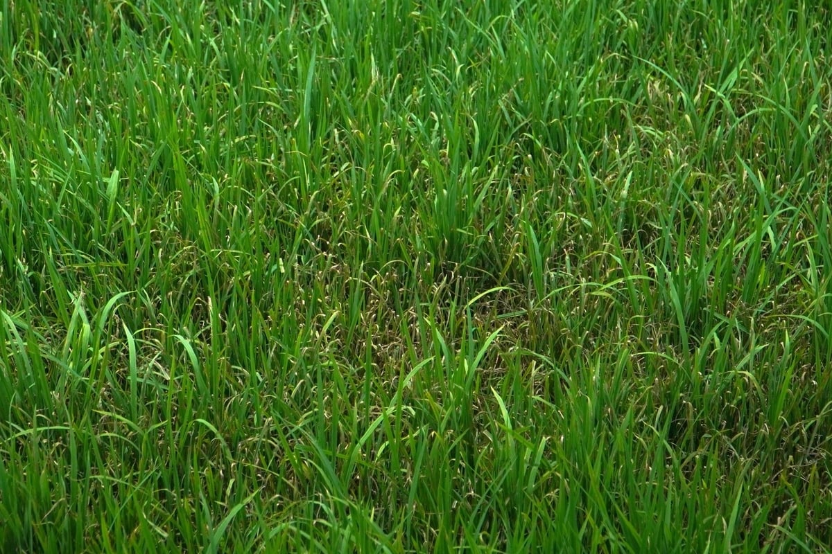 Khu vực trồng lúa cặp cầu Kênh Đạo (xã Tân Lập, huyện Mộc Hóa) không còn tươi tốt. Trong khi xung quanh, người dân đã chuyển đổi sang nuôi tôm. Ảnh: Kim Anh.