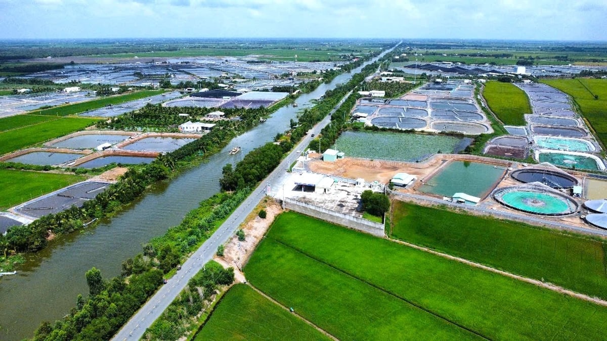 Dọc đường kênh 79 đoạn qua xã Tân Lập, huyện Mọc Hóa (Long An), nhiều diện tích đất trồng lúa được người dân chuyển đổi sang ao nuôi tôm thẻ chân trắng, quy mô lớn. Ảnh: Kim Anh.