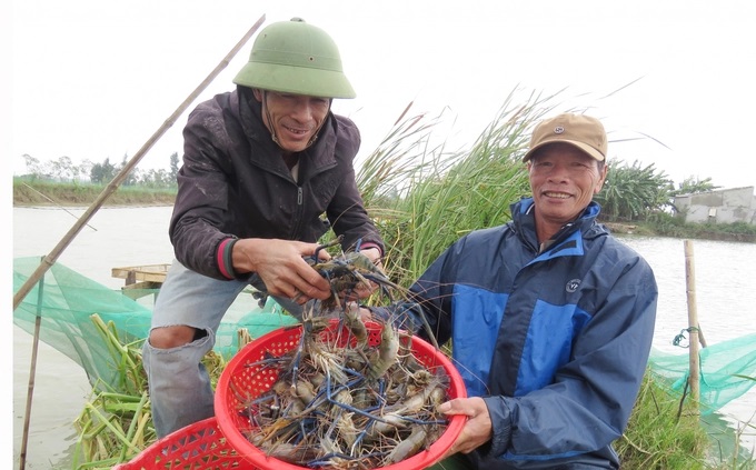 Chuyển đổi đất lúa kém hiệu quả sang nuôi tôm càng xanh ở Đồng Trạch tạo cho người dân hướng đi mới. Ảnh: T.P