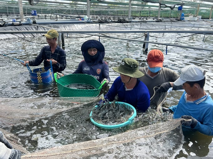 Mô hình nuôi tôm công nghệ cao tuần hoàn nước tại Bạc Liêu. Ảnh: Trọng Linh.