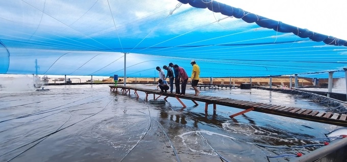 Anh Tùng kiểm tra tôm nuôi trong ao công nghệ cao. Ảnh: NVCC.