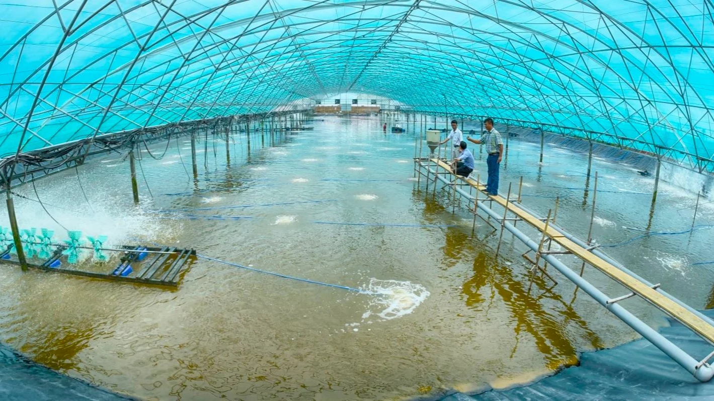 Nuôi tôm công nghệ cao góp phần nâng cao năng suất, giảm thiểu rủi ro dịch bệnh, giúp người nuôi tối ưu hóa chi phí sản xuất. Ảnh: Kim Anh. Nuôi tôm công nghệ cao góp phần nâng cao năng suất, giảm thiểu rủi ro dịch bệnh, giúp người nuôi tối ưu hóa chi phí sản xuất. Ảnh: Kim Anh.