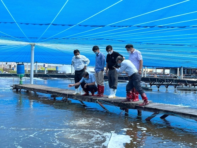 Mô hình nuôi tôm áp dụng công nghệ Semi-Biofloc của ông Nguyễn Tất Tùng ở xã Cát Minh (huyện Phù Cát, Bình Định). Ảnh: TTKNBĐ.
