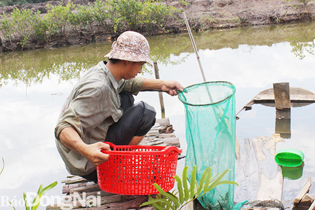 Nuôi tôm Đồng Nai