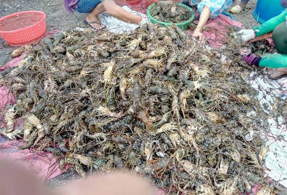 1-1-083941_1.jpg Năm 2017, sự cố môi trường khiến người nuôi tôm hùm ở thị xã Sông Cầu thiệt hại nặng nề. Ảnh: KS.