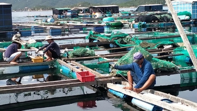 Người nuôi tôm hùm ở Khánh Hòa neo, giằng chống lồng bè nuôi hủy sản. Ảnh: K.S