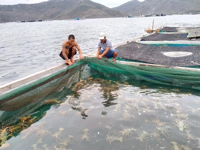 z3858622667117_24d0c5ca23d5261a029591b4ee8d6513-113217_594.jpg Nuôi tôm hùm trên vịnh Vân Phong, tỉnh Khánh Hòa. Ảnh: ĐB.