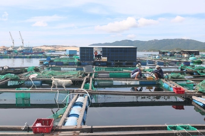 nuoi-tom-hum-3-112827_964.jpg Lồng bè nuôi tôm hùm chủ yếu làm bằng gỗ tre không thích ứng với thiên tai. Ảnh: KS.