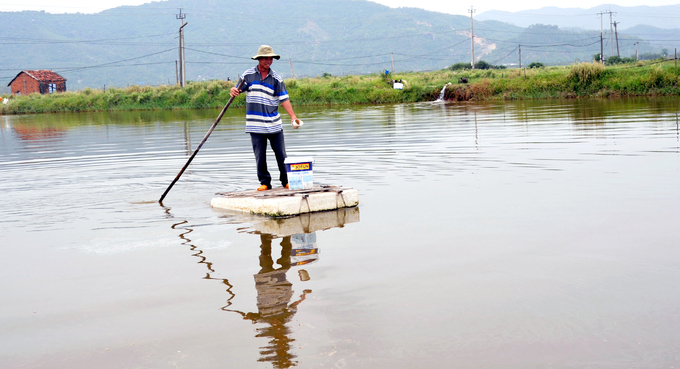 Nuôi tôm nước lợ ở hạ lưu sông Bàn Thạch, thị xã Đông Hòa, tỉnh Phú Yên. Ảnh: Kim Sơ.