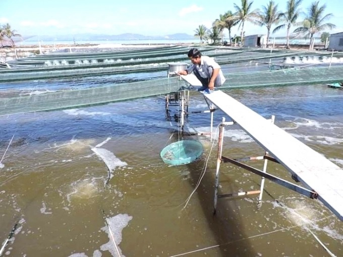 Nuôi tôm thẻ chân trắng áp dụng công nghệ Semi-Biofloc mang lại hiệu quả lớn cho người nuôi. Ảnh: TTKNBĐ.