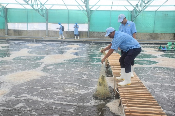 Kiểm tra tôm nuôi thương phẩm tại khu nhà màng nuôi tôm công nghệ cao của Công ty TNHH Việt Úc-Phù Mỹ. Ảnh: V.Đ.T.