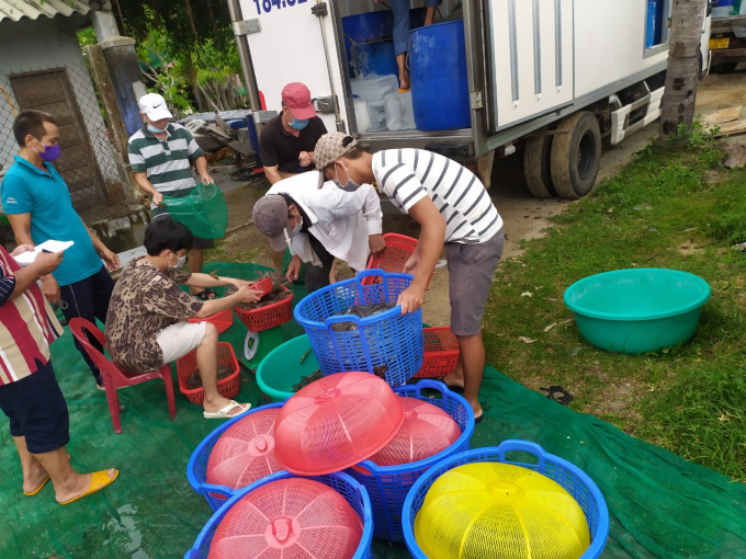nuoi-tom-0927_20220120_100.jpg Người nuôi nên áp dụng công nghệ nuôi tiên tiến để việc nuôi tôm hiệu quả, giảm thiểu rủi ro. Ảnh: KS.