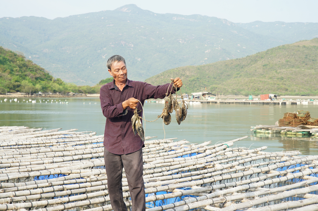 Ông Lê Văn Năm nhận thấy tiềm năng kinh tế và môi trường từ mô hình nuôi trai lấy ngọc sau 4 năm tham gia dự án. Ảnh: Linh Linh. 