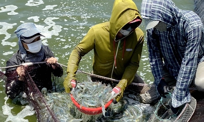 Trong những ngày giá rét, tuyệt đối không dùng lưới kéo để kiểm tra thủy sản nuôi, không thu hoạch theo cách đánh tỉa thả bù. Ảnh: TN.