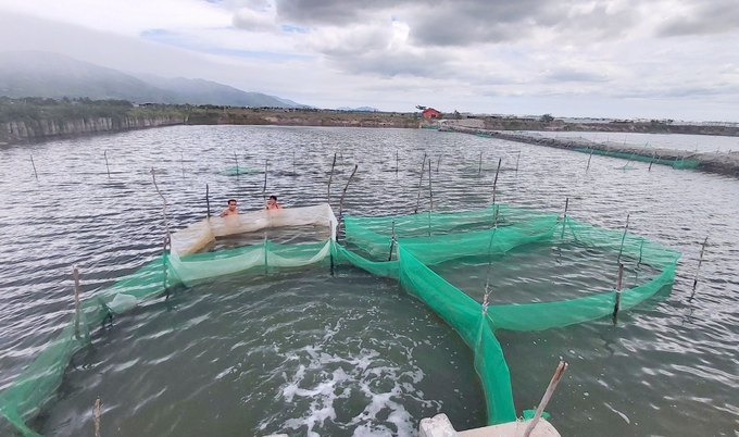 Quy trình nuôi thương phẩm ốc nhảy của Trường Đại học Nha Trang mở ra hướng mới cho người dân tại Khánh Hòa. Ảnh: Kim Sơ.