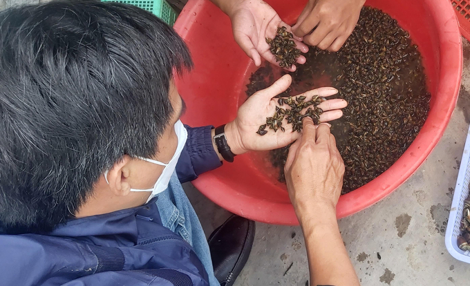 Từ năm 2019, Trường đại học Nha Trang đã xây dựng thành công quy trình kỹ thuật sản xuất giống ốc nhảy nhân tạo. Ảnh: Kim Sơ.