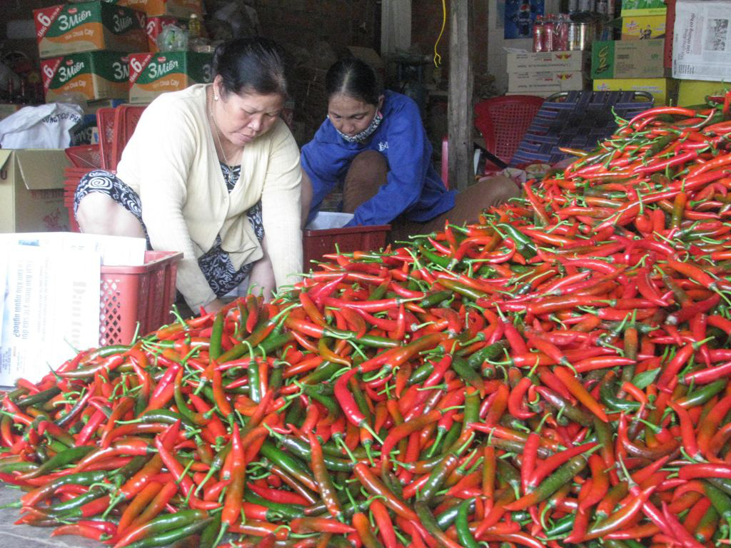 Loại trái &quot;nhỏ nhưng có võ&quot; ăn cay xé lưỡi bất ngờ được Trung Quốc mua nhiều, xuất khẩu tăng 67% - Ảnh 1.